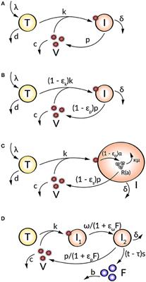 Mathematical Analysis of Viral Replication Dynamics and Antiviral Treatment Strategies: From Basic Models to Age-Based Multi-Scale Modeling